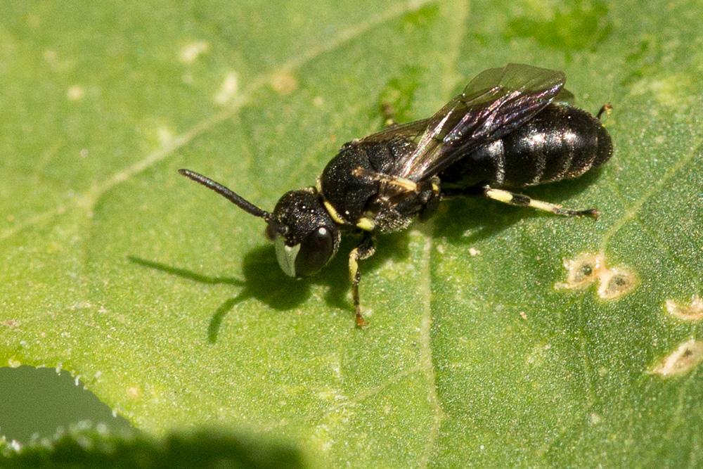 Hylaeus gibbus Saunders, 1850