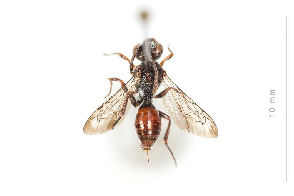 Nomada glaucopis Pérez, 1890