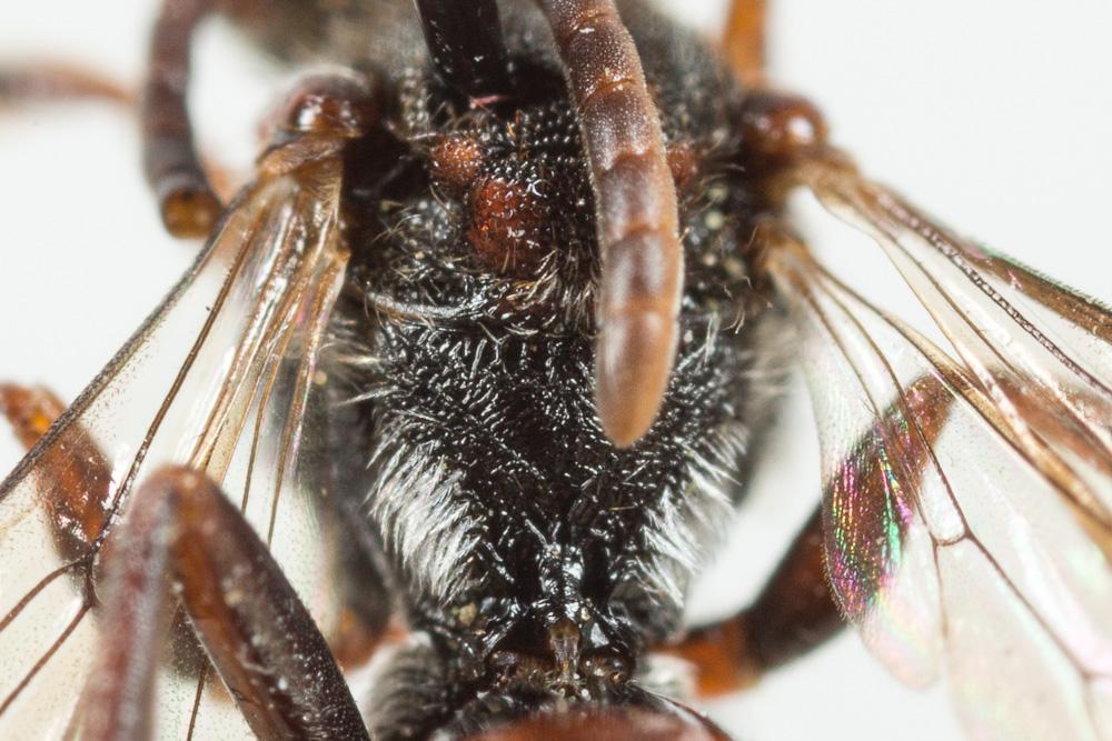 Nomada glaucopis Pérez, 1890