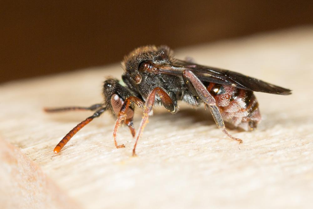 Nomada beaumonti Schwarz, 1967