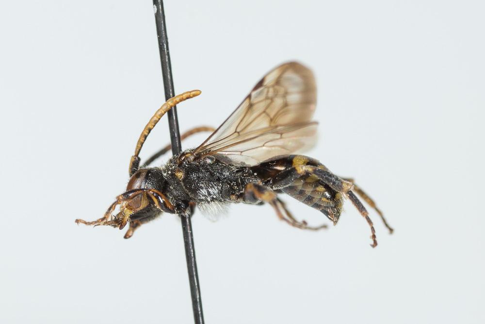  Nomada kohli Schmiedeknecht, 1882