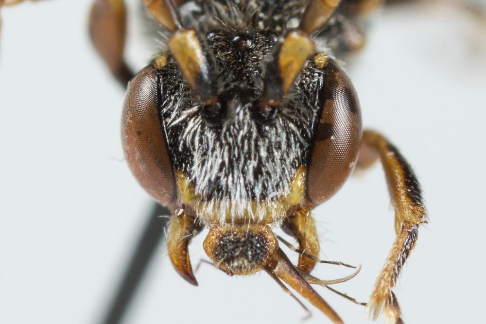 Nomada kohli Schmiedeknecht, 1882