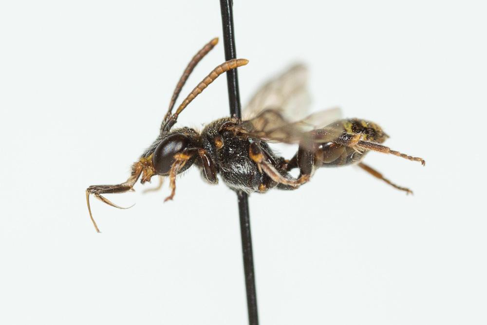 Nomada distinguenda Morawitz, 1874