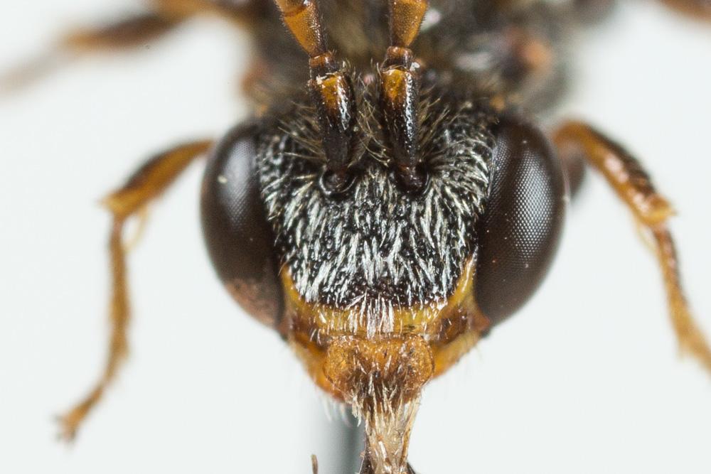 Nomada distinguenda Morawitz, 1874