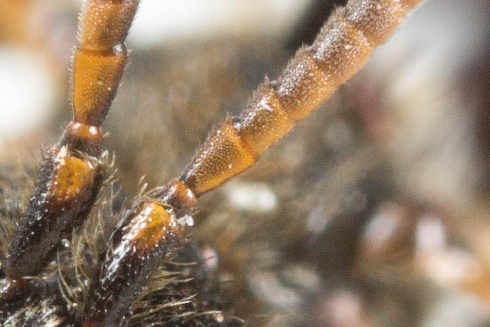 Nomada distinguenda Morawitz, 1874