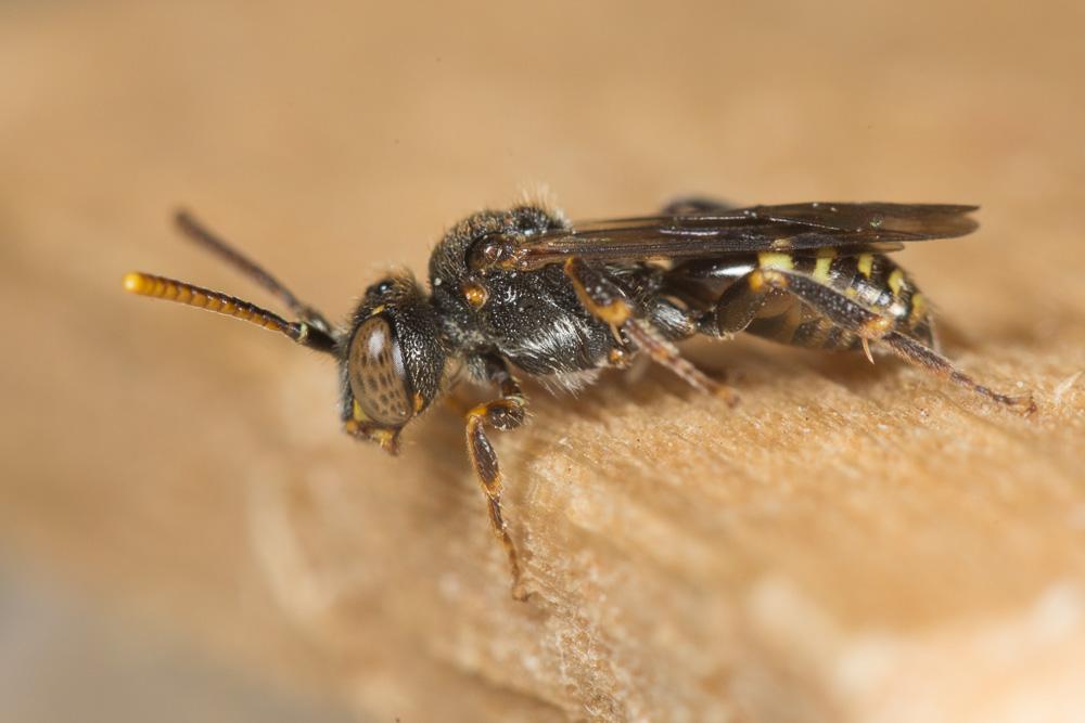  Nomada distinguenda Morawitz, 1874