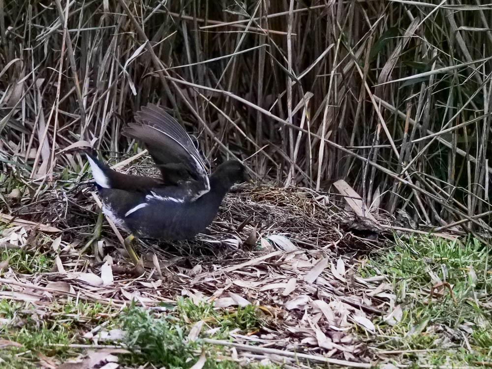 Poule-d'eau, Gallinule poule-d'eau Gallinula chloropus (Linnaeus, 1758)