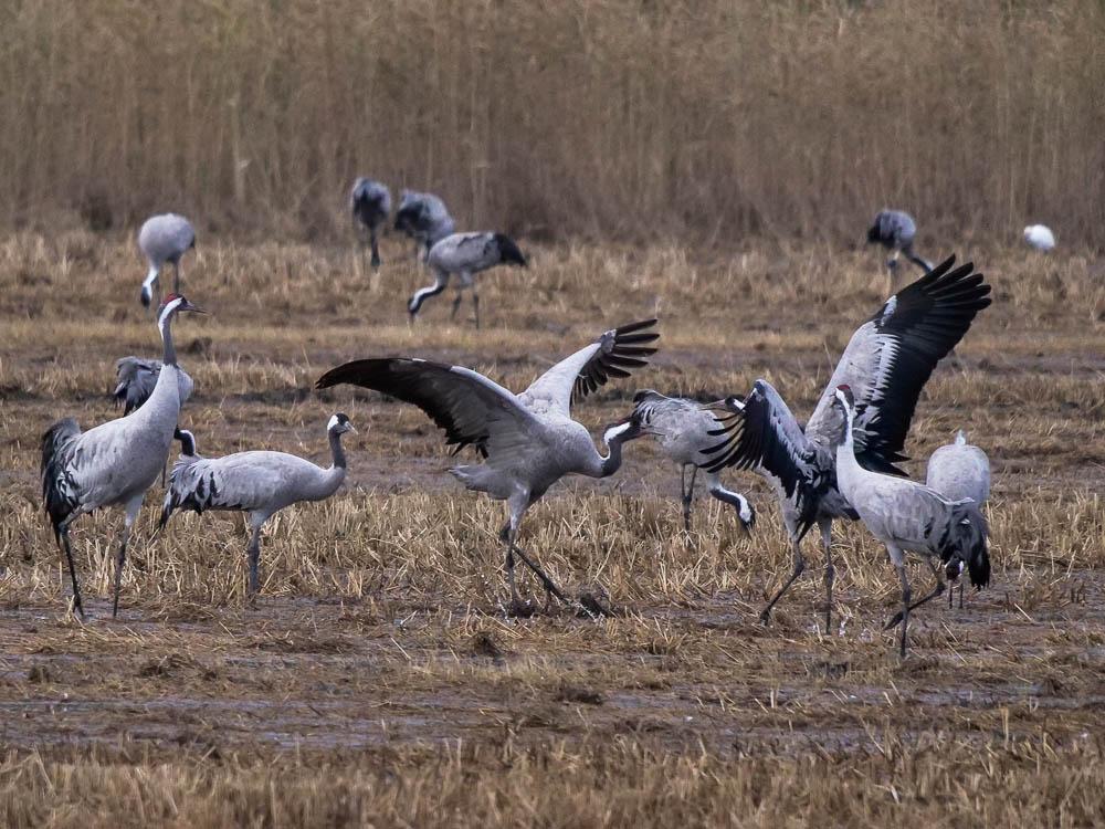 Grue cendrée Grus grus (Linnaeus, 1758)