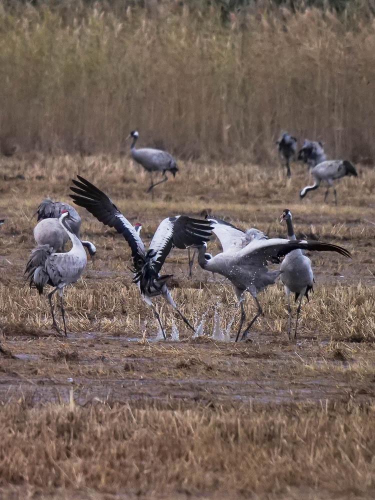 Grue cendrée Grus grus (Linnaeus, 1758)