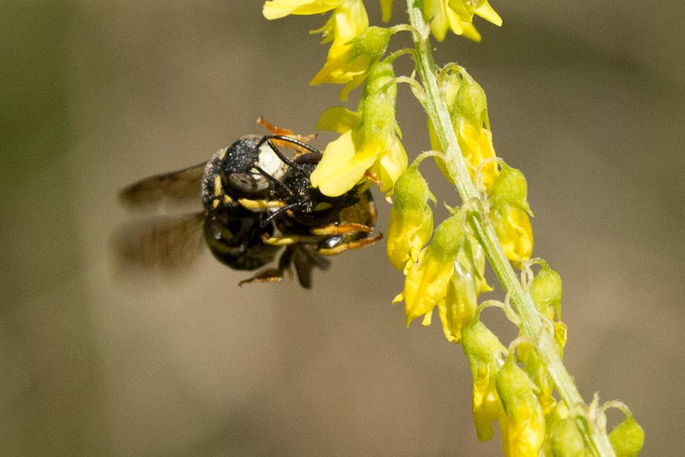  Anthidiellum Cockerell, 1904