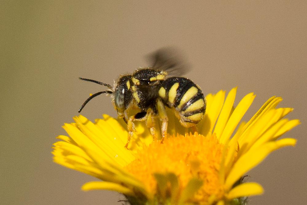 Anthidiellum strigatum (Panzer, 1805)
