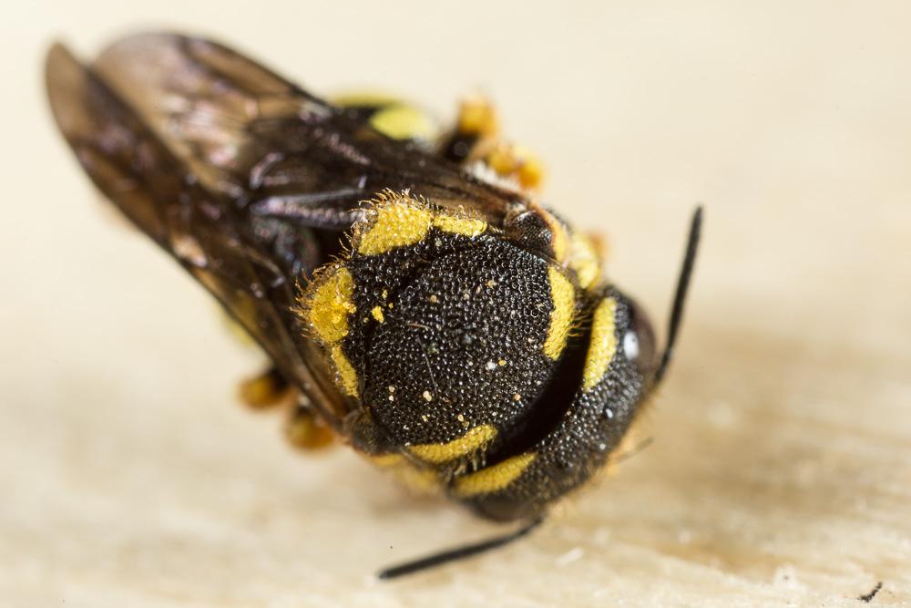  Anthidiellum strigatum (Panzer, 1805)