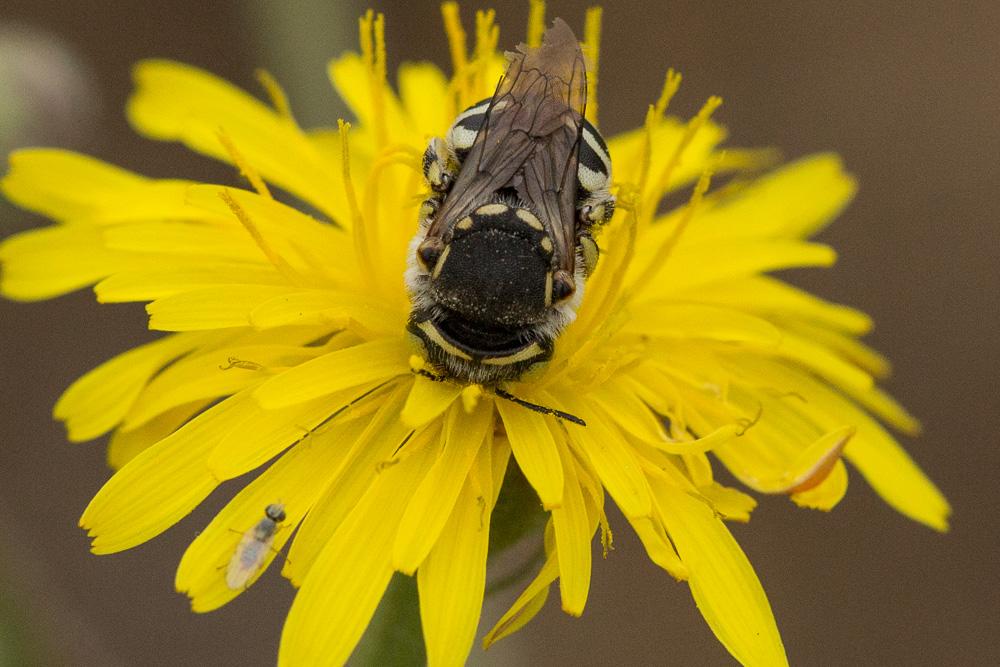  Anthidium diadema Latreille, 1809
