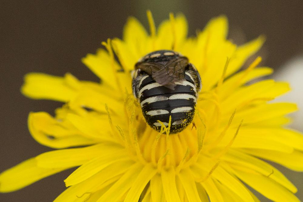  Anthidium diadema Latreille, 1809