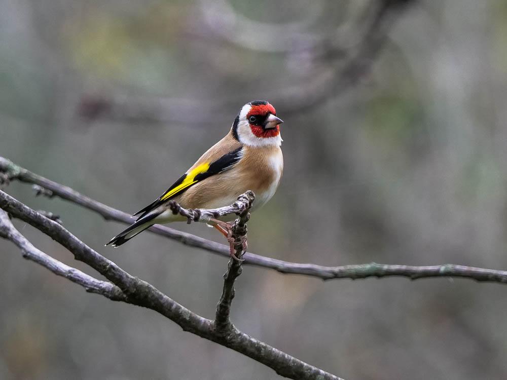 Chardonneret élégant Carduelis carduelis (Linnaeus, 1758)