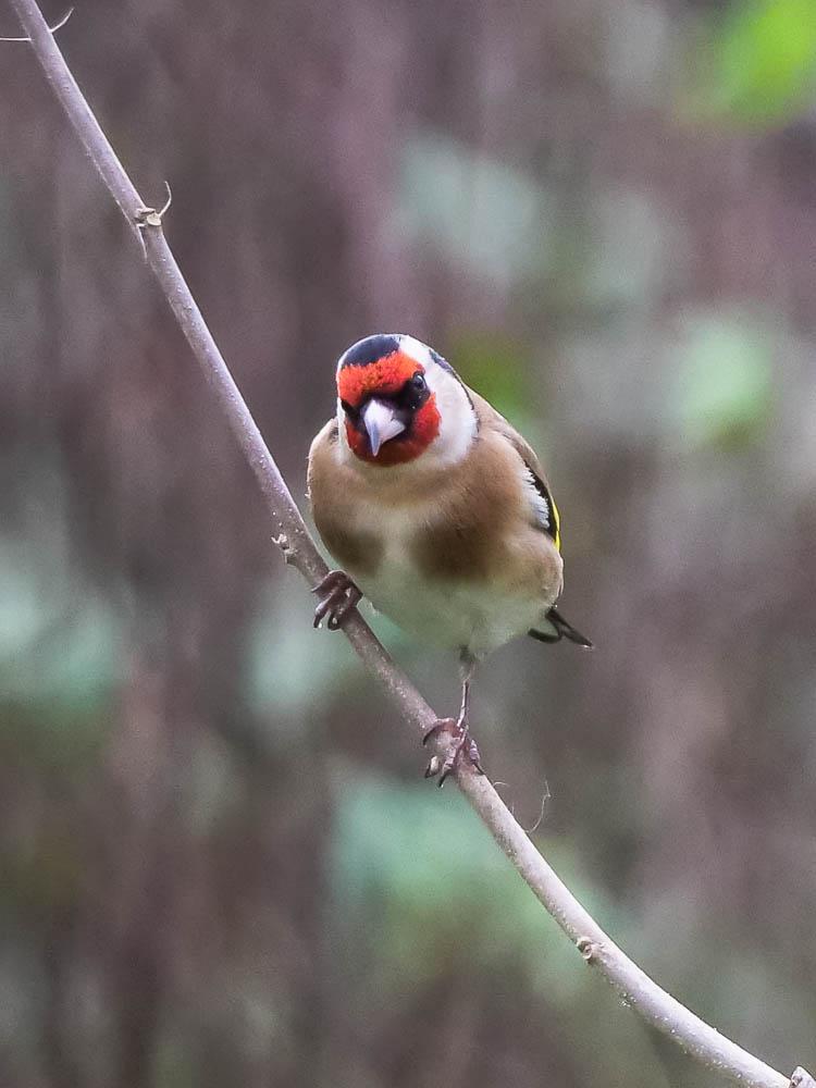 Chardonneret élégant Carduelis carduelis (Linnaeus, 1758)