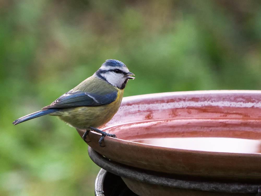 Mésange bleue Cyanistes caeruleus (Linnaeus, 1758)