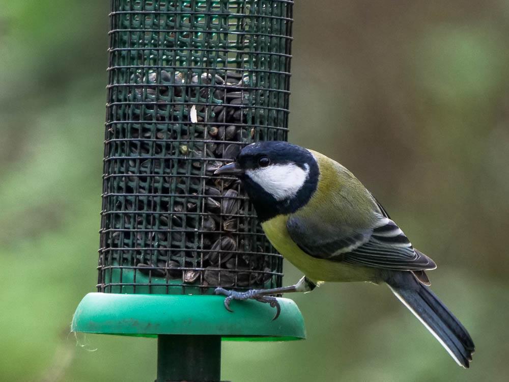 Mésange charbonnière Parus major Linnaeus, 1758
