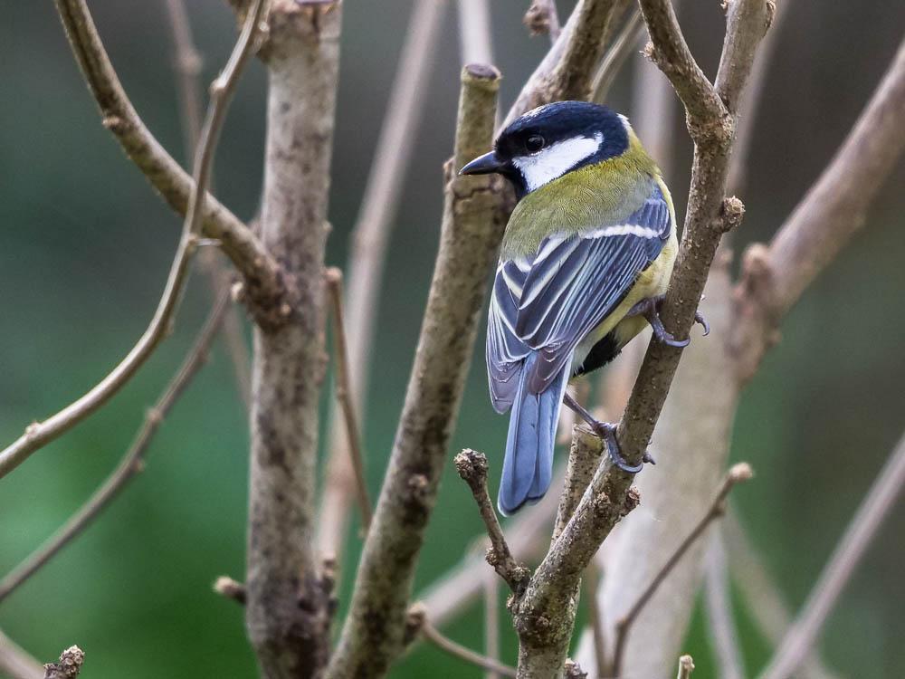 Mésange charbonnière Parus major Linnaeus, 1758