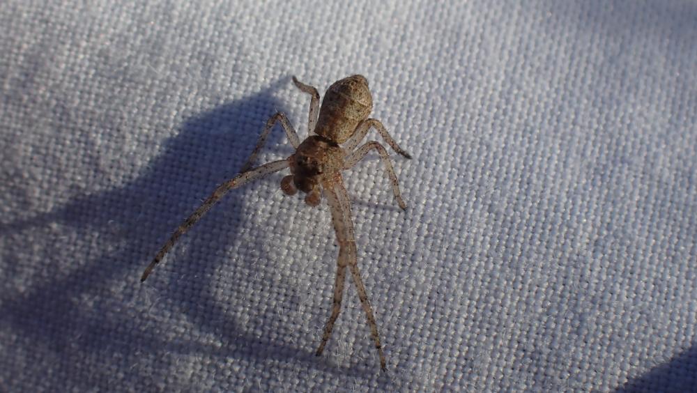  Tmarus 