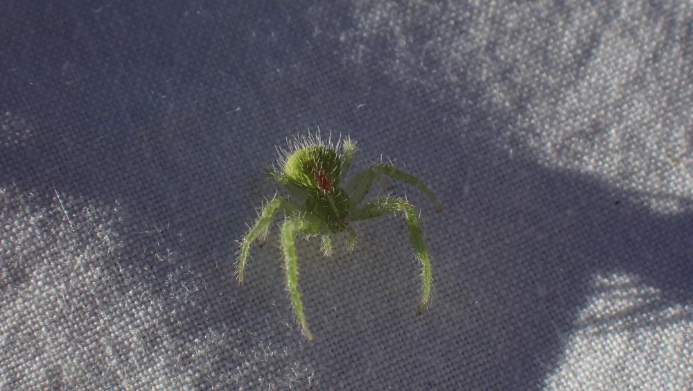 Thomise épineux Heriaeus