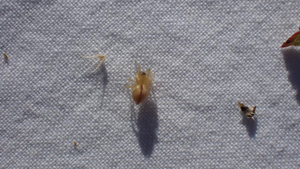 Cheiracanthium C. L. Koch, 1839