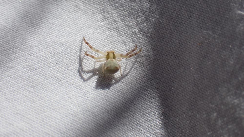 Thomise replet Thomisus onustus Walckenaer, 1805