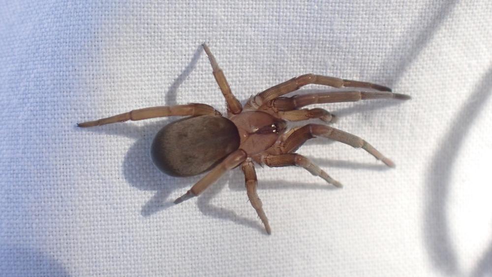 Filistate perfide Filistata insidiatrix (Forskål, 1775)