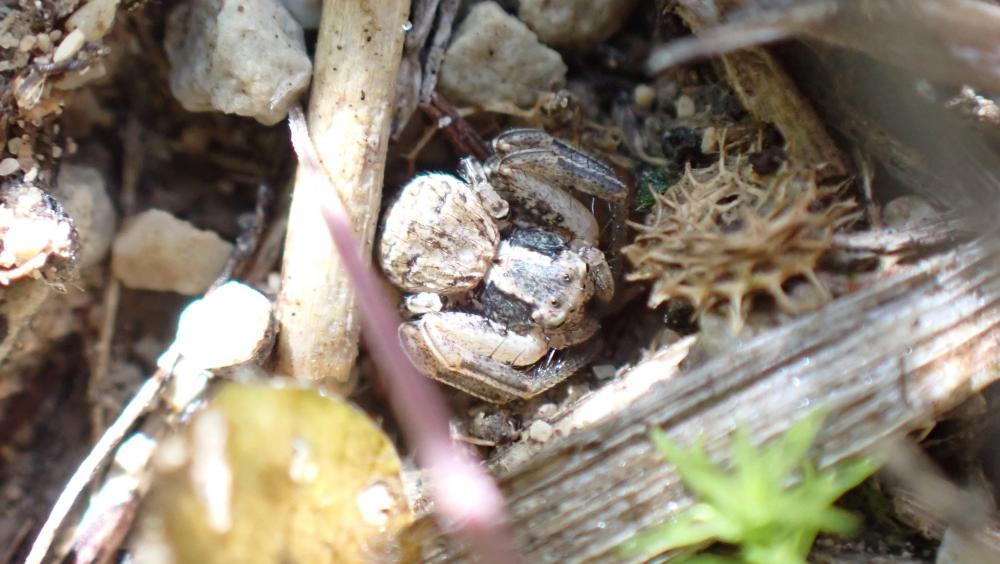 Xystique Xysticus 