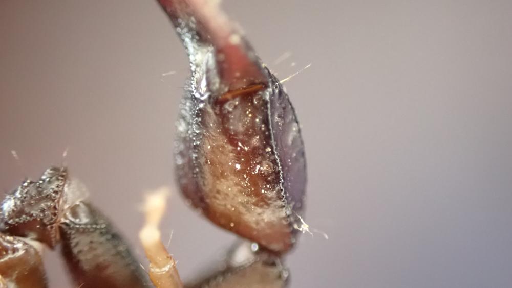 Euscorpius flavicaudis (De Geer, 1778)