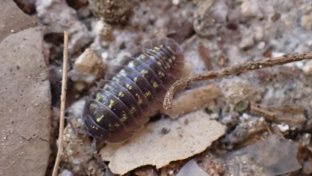 Armadillidium depressum Brandt, 1833