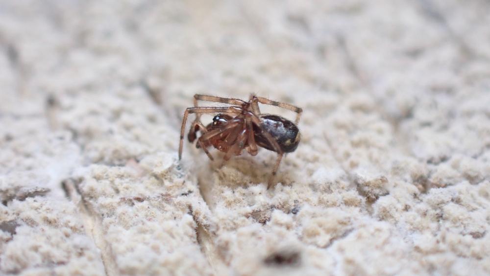  Enoplognatha mandibularis (Lucas, 1846)