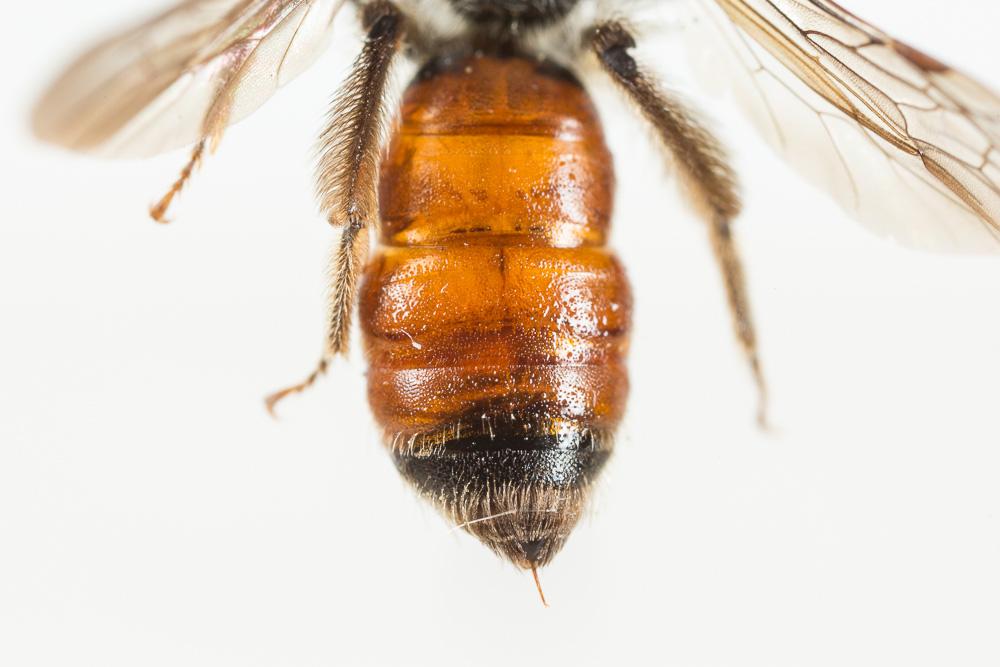 Andrena labiata Fabricius, 1781