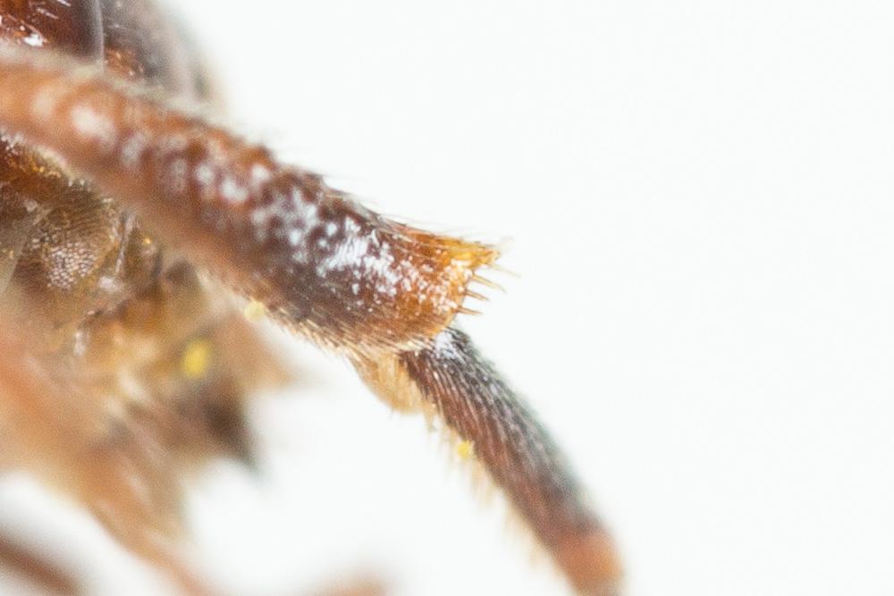 Nomada bluethgeni Stoeckhert, 1943