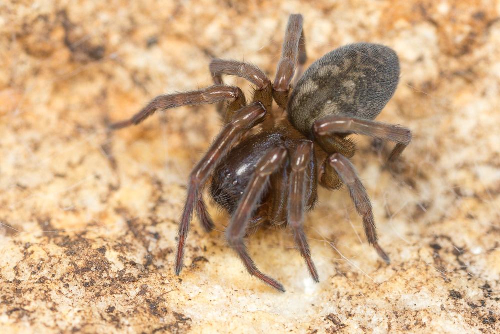 Amaurobius erberi (Keyserling, 1863)