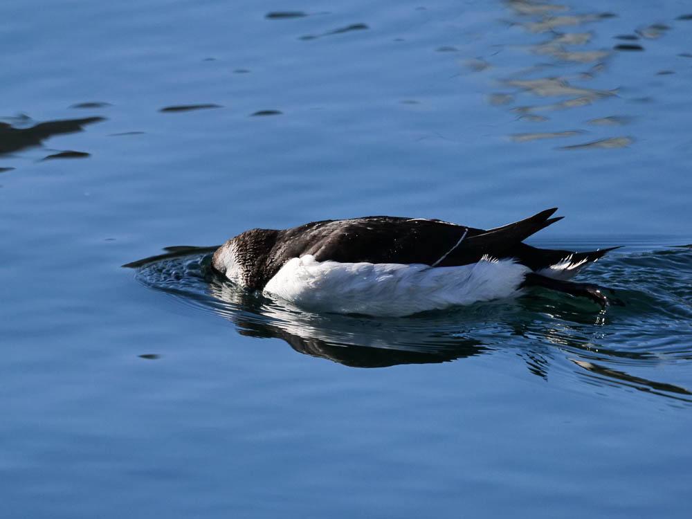 Petit pingouin, Pingouin torda Alca torda Linnaeus, 1758