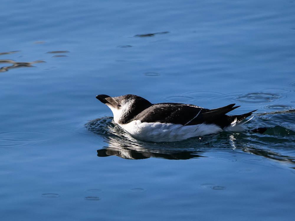 Petit pingouin, Pingouin torda Alca torda Linnaeus, 1758