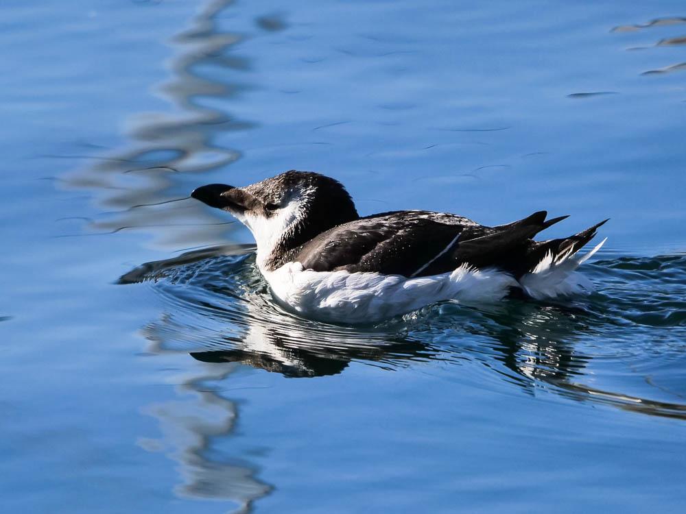 Petit pingouin, Pingouin torda Alca torda Linnaeus, 1758