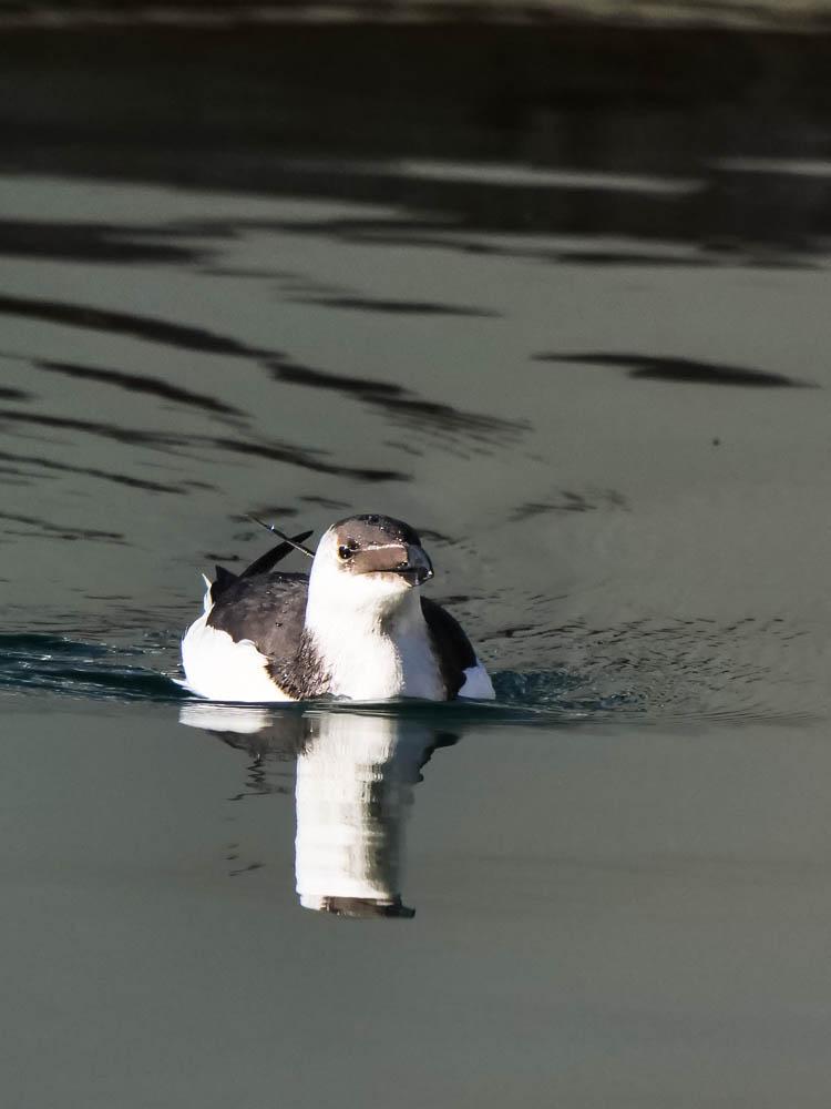 Petit pingouin, Pingouin torda Alca torda Linnaeus, 1758