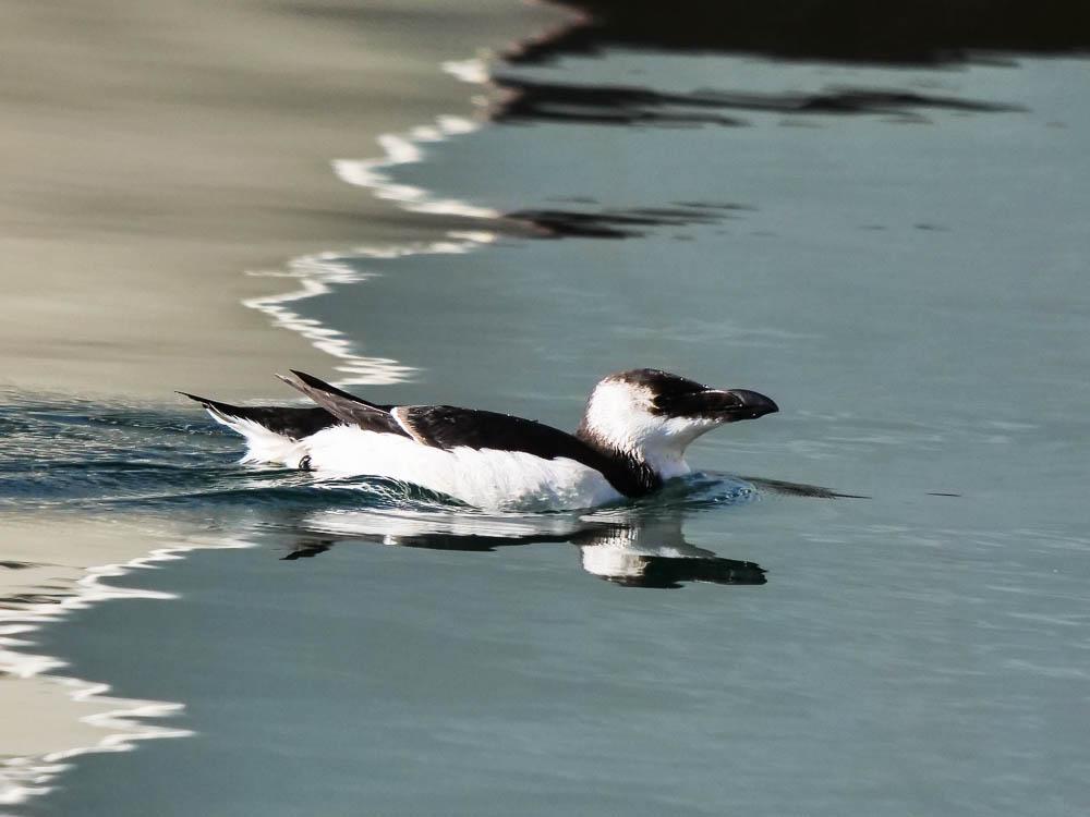 Petit pingouin, Pingouin torda Alca torda Linnaeus, 1758