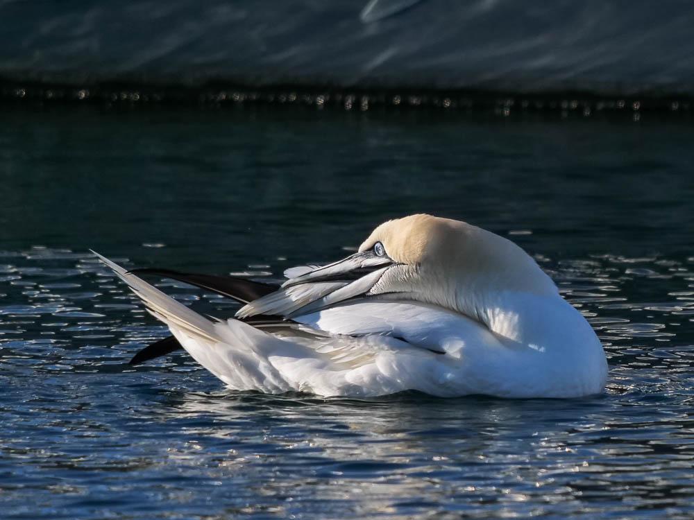 Fou de Bassan Morus bassanus (Linnaeus, 1758)