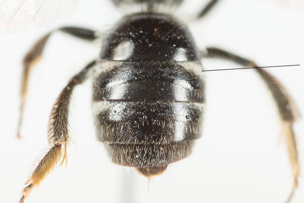  Lasioglossum Curtis, 1833