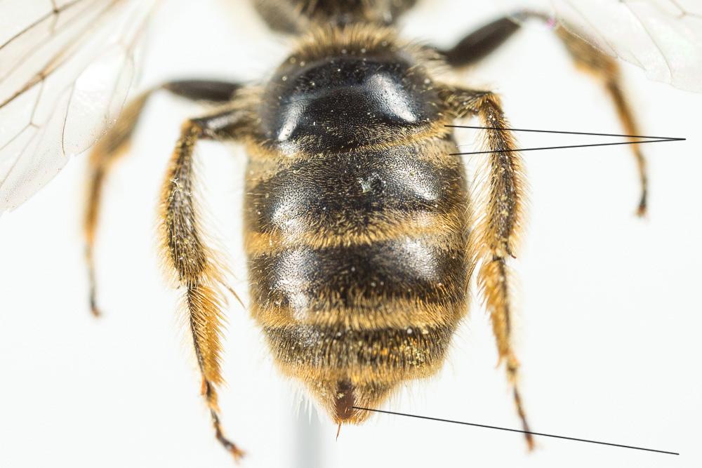 Lasioglossum Curtis, 1833