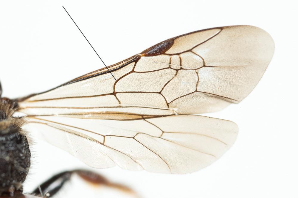 Sphecodes Latreille, 1804