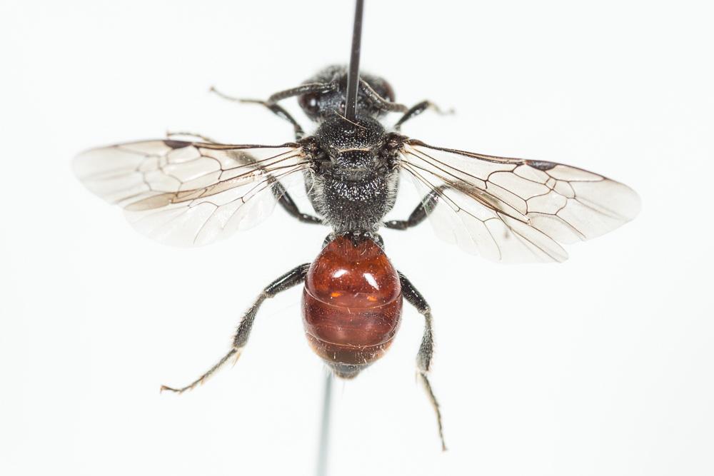 Sphecodes Latreille, 1804