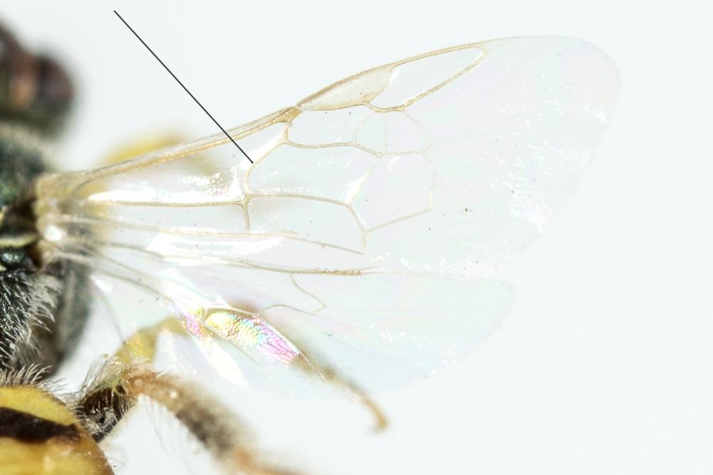 Nomioides Schenck, 1867