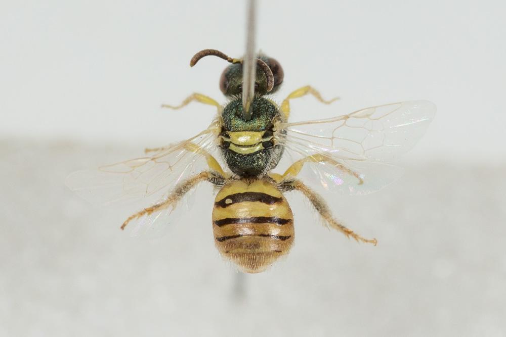 Nomioides Schenck, 1867