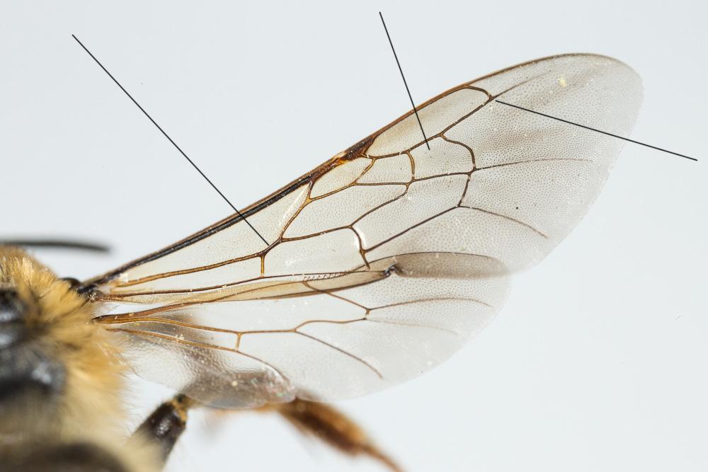  Melitturga Latreille, 1809