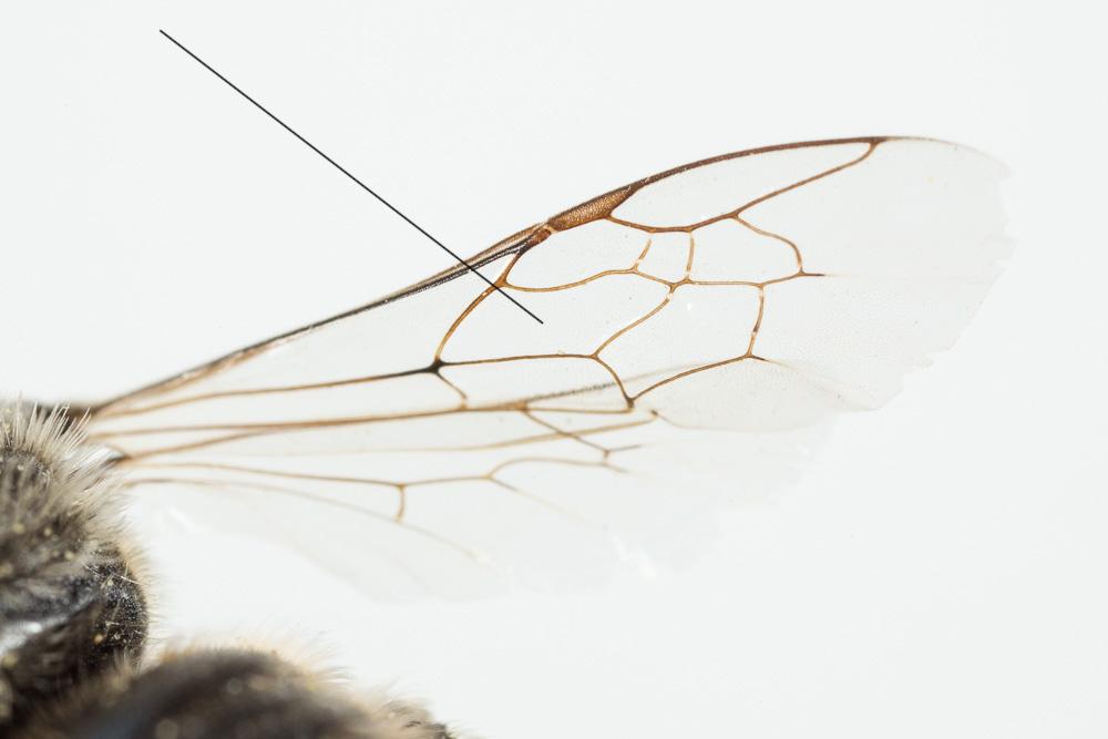 Systropha Illiger, 1806