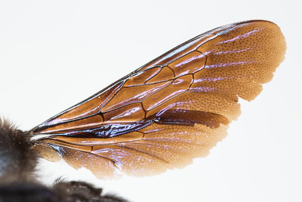 Xylocopa Latreille, 1802